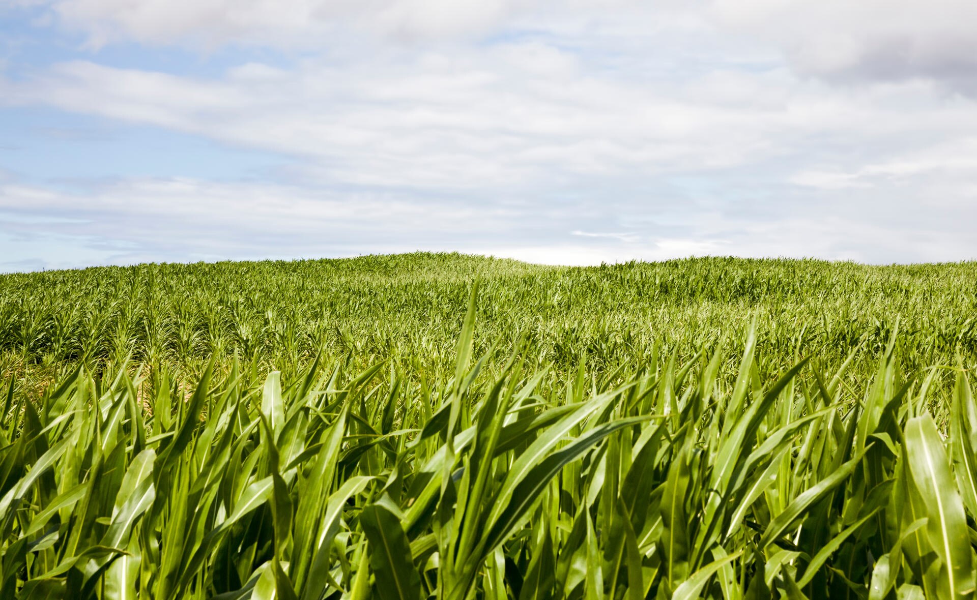 Los biocombustibles están llamados a contribuir a la descarbonización de parte del transporte a nivel mundial. En particular, con el bioetanol, producto químico obtenido a partir de la fermentación de los azúcares de vegetales y de los residuos urbanos o agrícolas, se reducen los gases de efecto invernadero. Mover un coche a base de restos de poda: ¿es el bioetanol una alternativa sostenible real?