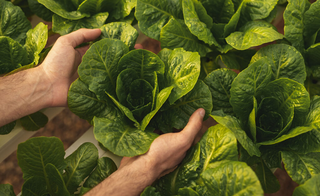 Convertir una materia prima en alimento elaborado, envasado, distribuido y vendido requiere contaminar menos, hacer un uso eficiente de agua y energía o gestionar residuos. La industria alimentaria tiene un desafío: dar de comer en 2050 a una población que rondará los 10.000 millones de personas. Industria alimentaria, una cadena de valor para llegar de la granja a la mesa
