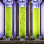 Biorreactores de algas: nuevos árboles biomecánicos para las ciudades