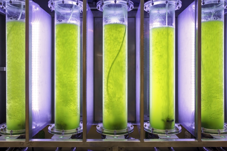 Biorreactores de algas: nuevos árboles biomecánicos para las ciudades Biorreactores de algas: nuevos árboles biomecánicos para las ciudades