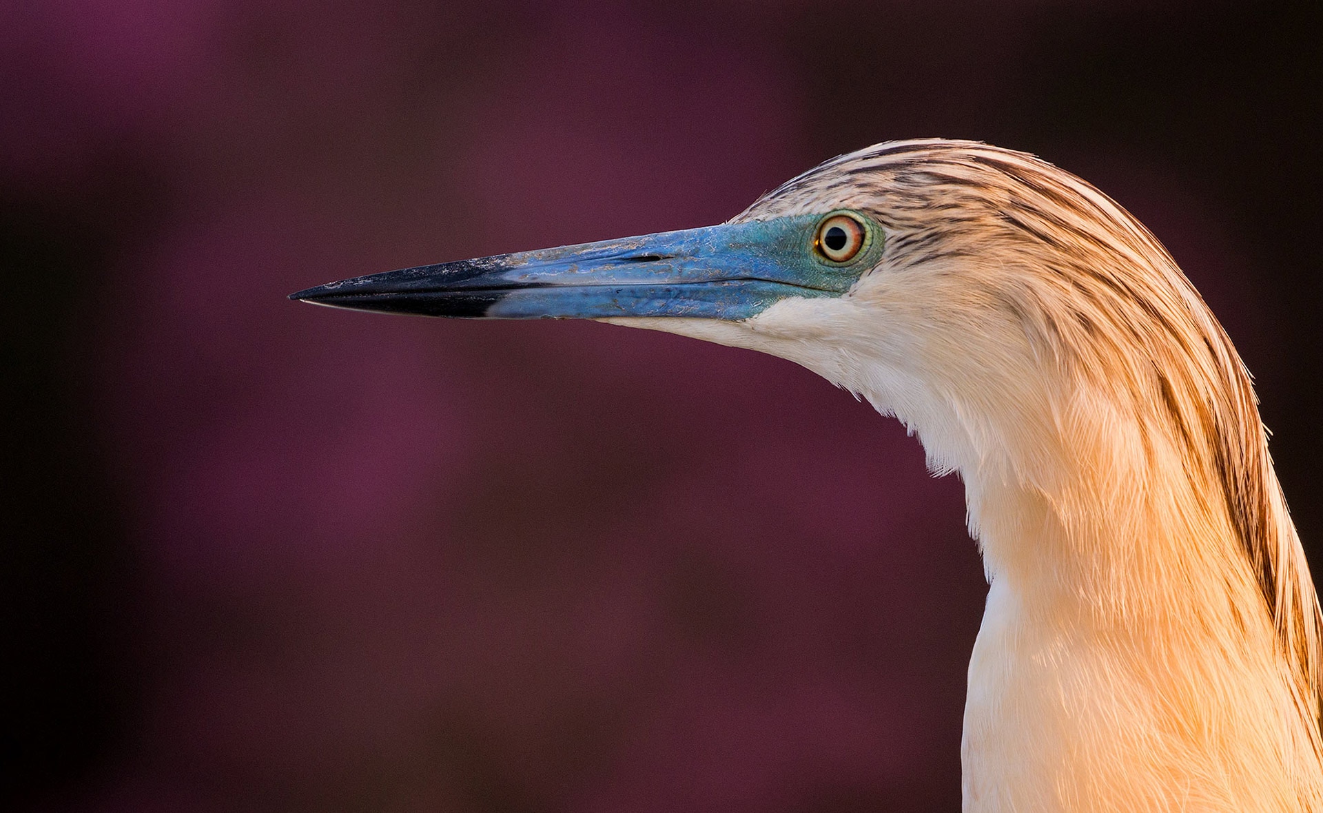 adenex juntos bbva conservación especies