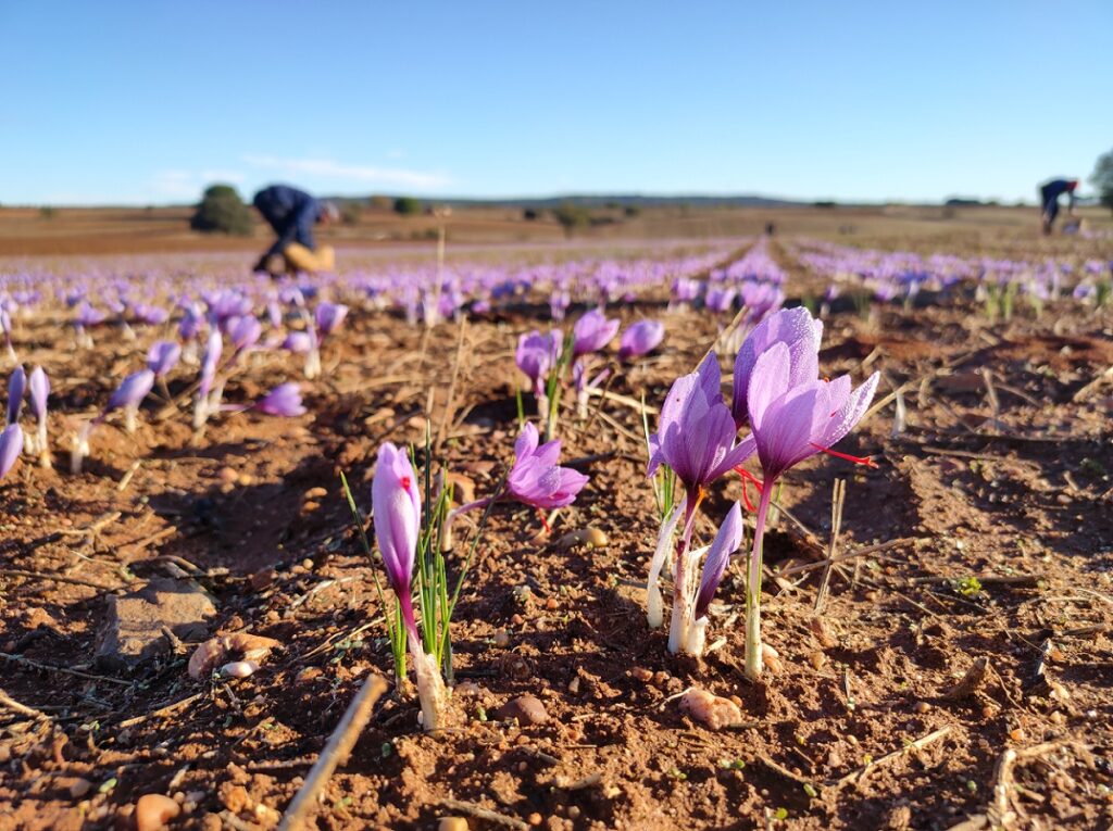 BBVA y los hermanos Roca premian a los diez mejores productores sostenibles de España de 2022