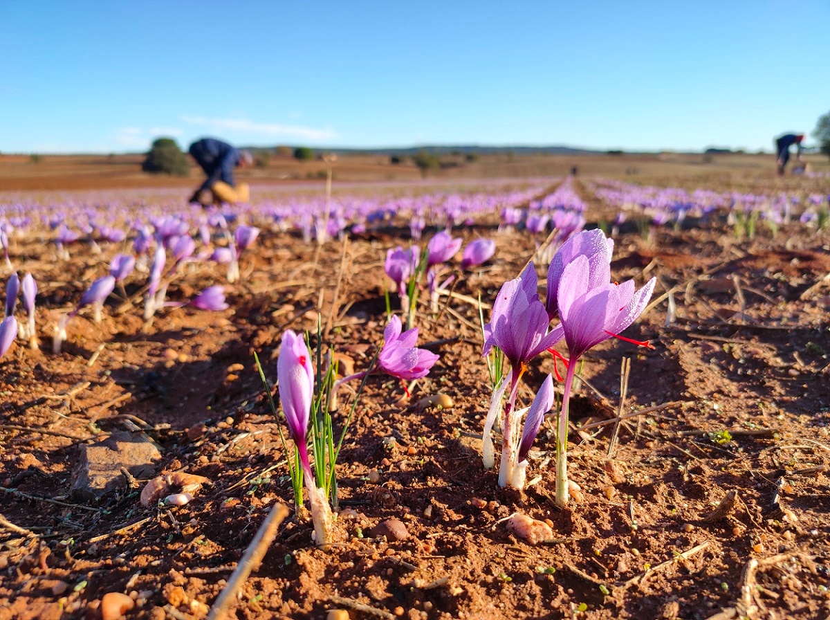 campo-azafran-bealar BBVA y los hermanos Roca premian a los diez mejores productores sostenibles de España de 2022