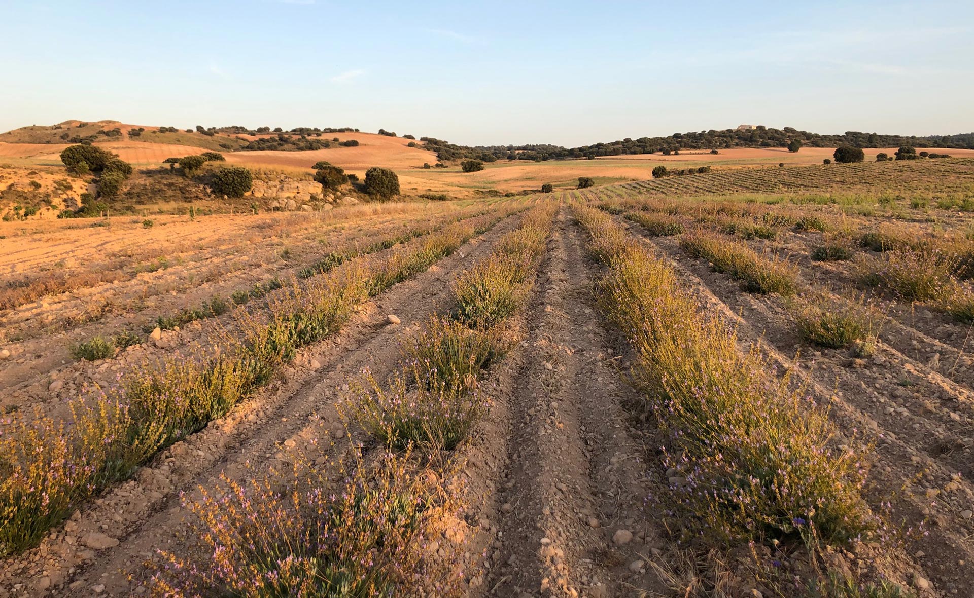 el equipo de la junquera se dedica a la agricultura regenerativa