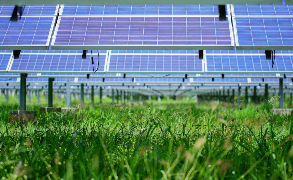 Cosechar bajo paneles solares: los cultivos agrovoltaicos empiezan a ver la luz Cosechar bajo paneles solares: los cultivos agrovoltaicos empiezan a ver la luz