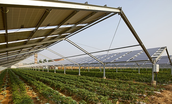 Cosechar bajo paneles solares: los cultivos agrovoltaicos empiezan a ver la luz