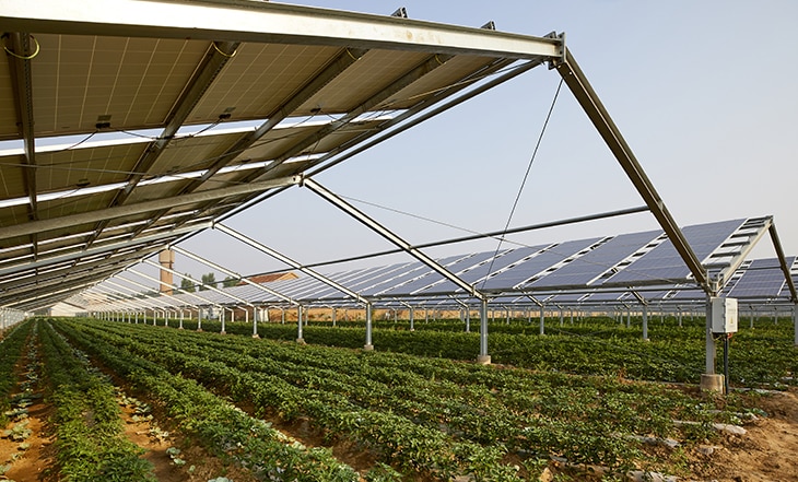 Cosechar bajo paneles solares: los cultivos agrovoltaicos empiezan a ver la luz Cosechar bajo paneles solares: los cultivos agrovoltaicos empiezan a ver la luz
