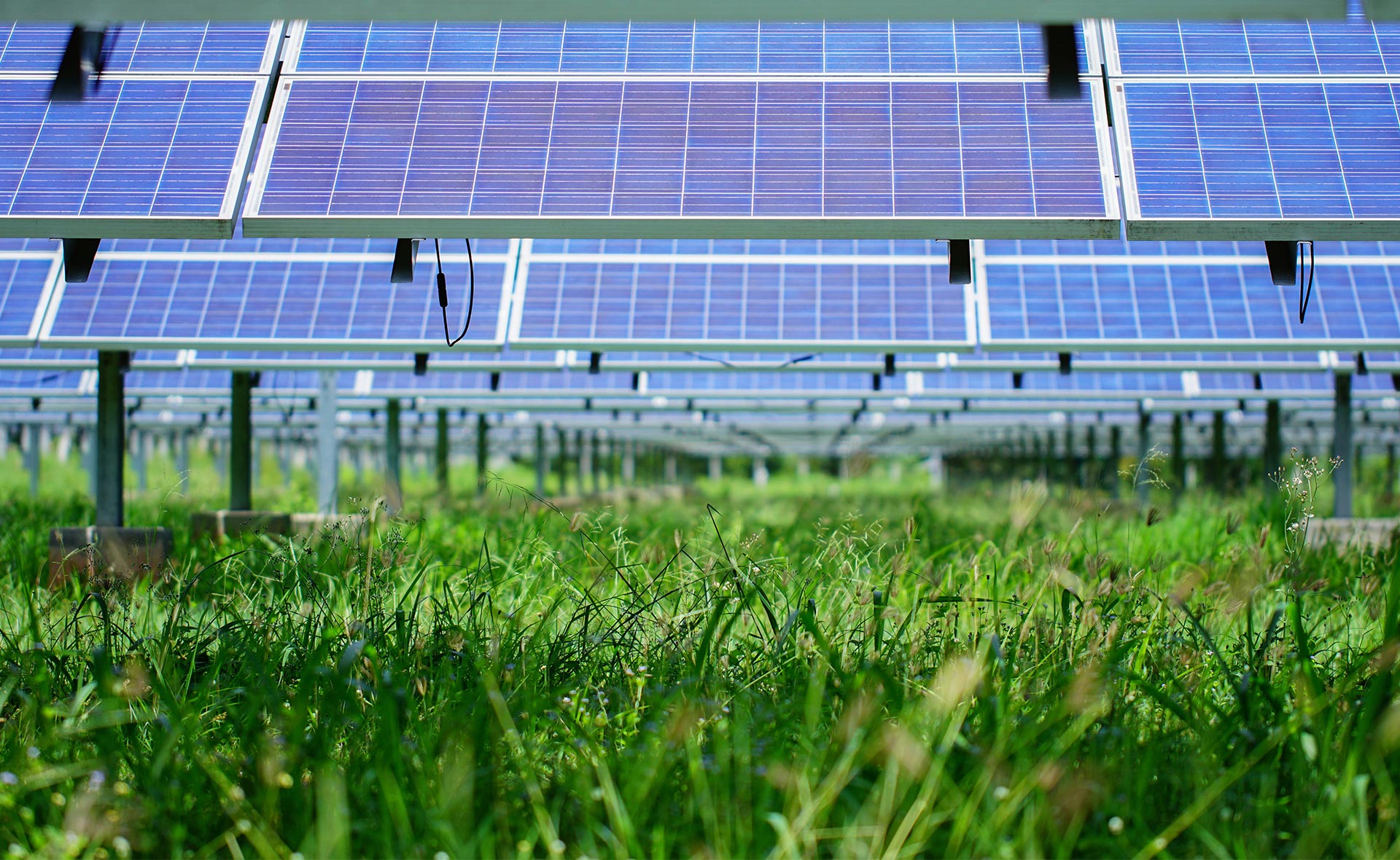 Cosechar bajo paneles solares: los cultivos agrovoltaicos empiezan a ver la luz Cosechar bajo paneles solares: los cultivos agrovoltaicos empiezan a ver la luz