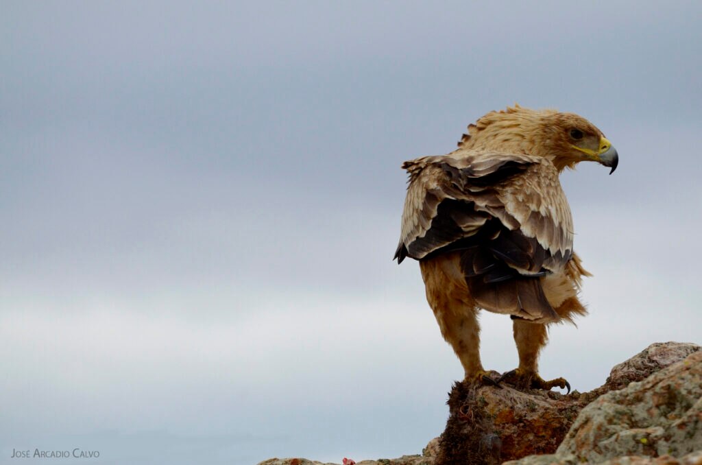 La conservación de tres especies emblemáticas y amenazadas -el lince ibérico, el águila imperial y el buitre negro- en España; y la protección del leopardo de las nieves en las grandes cordilleras de Asia donde habita este felino en peligro de extinción han sido galardonados en la XVII edición de los Premios a la Conservación de la Biodiversidad de la Fundación BBVA, que también han distinguido al periodista Clemente Álvarez por su labor de sensibilización sobre la importancia de conservar la biodiversidad.
La Fundación BBVA premia a los protectores del lince y el leopardo de las nieves, dos de los felinos más amenazados