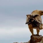 La Fundación BBVA premia a los protectores del lince y el leopardo de las nieves, dos de los felinos más amenazados