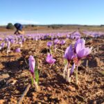 Conoce a los mejores productores gastronómicos sostenibles de 2022