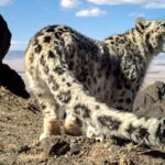 La Fundación BBVA premia a los protectores del lince y el leopardo de las nieves, dos de los felinos más amenazados