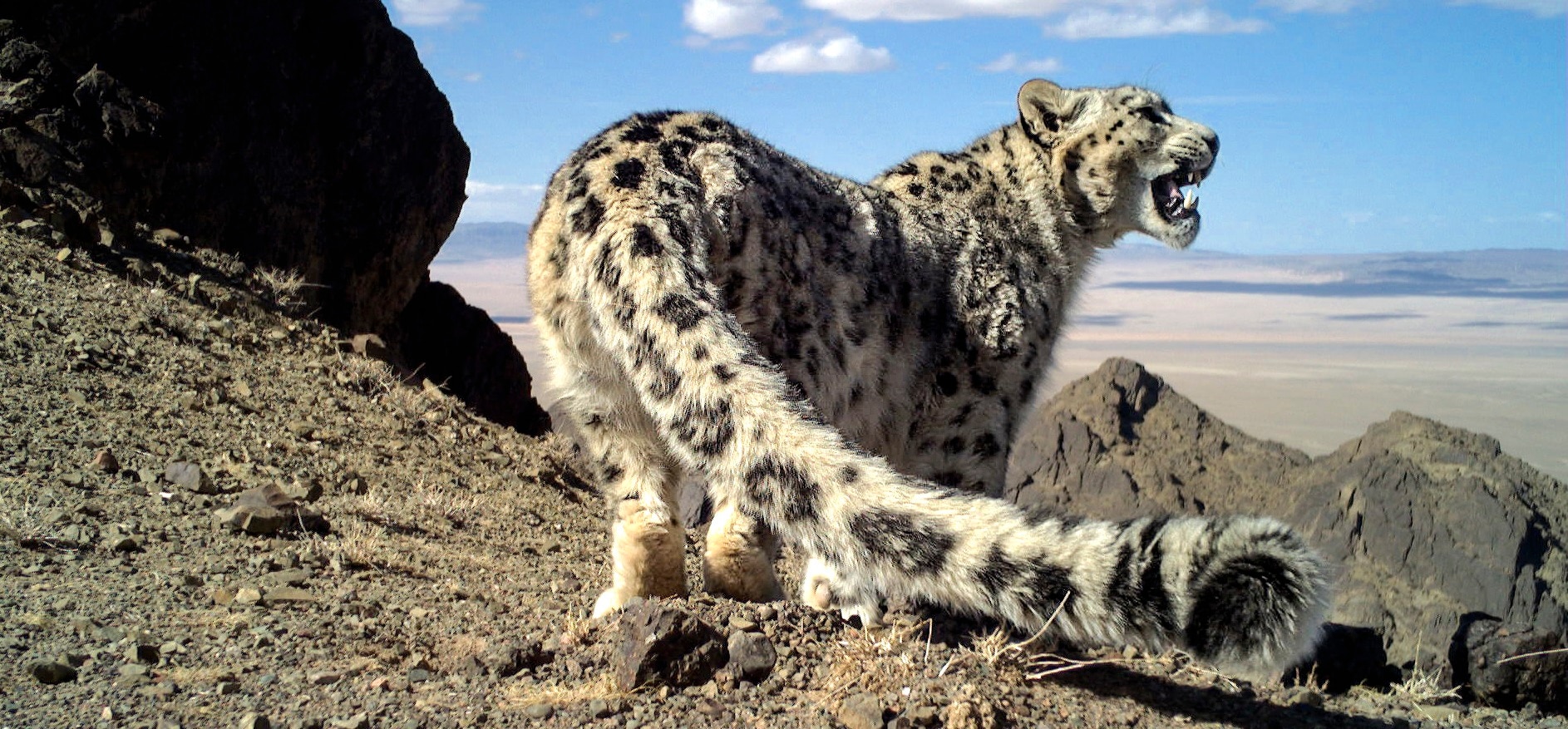La Fundación BBVA premia a los protectores del lince y el leopardo de las nieves, dos de los felinos más amenazados