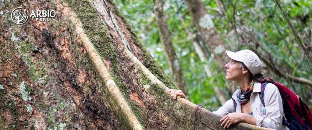 La tala indiscriminada está acabando con la Amazonía y sus milenarios árboles. Para contrarrestar esos efectos, BBVA se ha unido a ARBIO, una organización sin fines de lucro que protege más de 900 hectáreas de bosque virgen de Madre de Dios, especialmente al Shihuahuaco, un árbol que ofrece más de 1000 litros de agua diarios.
BBVA se une a ARBIO para proteger árboles milenarios de la Amazonía