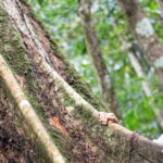 La tala indiscriminada está acabando con la Amazonía y sus milenarios árboles. Para contrarrestar esos efectos, BBVA se ha unido a ARBIO, una organización sin fines de lucro que protege más de 900 hectáreas de bosque virgen de Madre de Dios, especialmente al Shihuahuaco, un árbol que ofrece más de 1000 litros de agua diarios.
BBVA se une a ARBIO para proteger árboles milenarios de la Amazonía