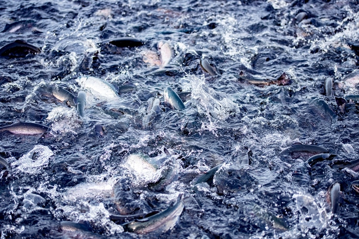 El cultivo y producción de especies acuáticas se acerca en volumen a las capturas de la pesca tradicional: casi 90 millones de toneladas al año. Para la acuicultura, la sostenibilidad es una prioridad. Empresas y granjas se apoyan en los estándares ASC para lograr un producto final en armonía con el medioambiente y las comunidades locales. ASC: un certificado para avanzar en la sostenibilidad de la acuicultura