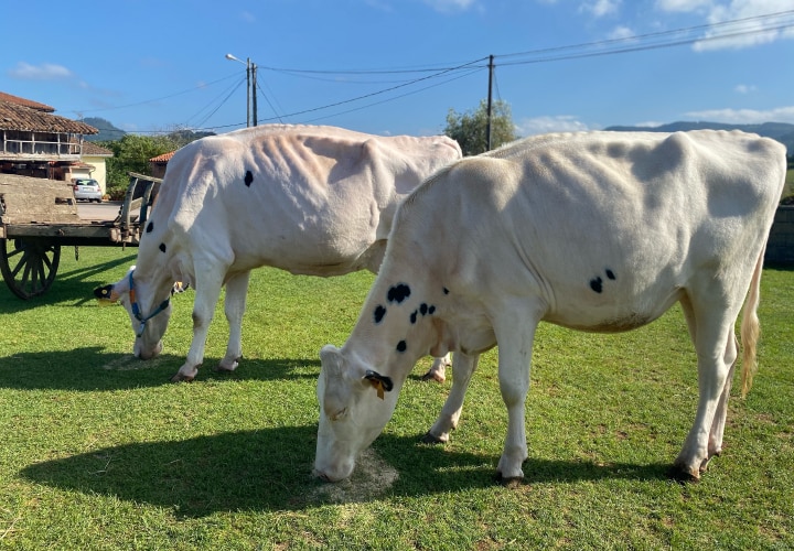 Esta familia de Villaviciosa fue reconocida en 2020 con uno de los Premios BBVA a los Mejores Productores Sostenibles de España.
Los Caserinos: cómo convertir una granja lechera poco rentable en una productiva quesería artesanal y ecológica