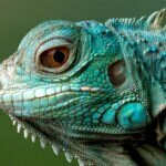 Podcast Aprendemos y Jugamos: La leyenda de la iguana