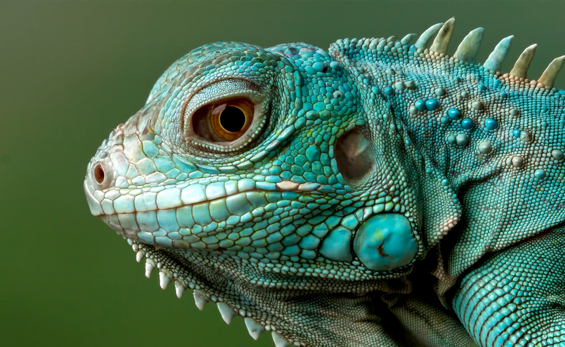 Podcast Aprendemos y Jugamos: La leyenda de la iguana