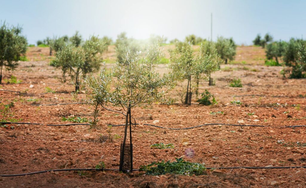 La crisis energética actual, junto con la emergencia climática, ha evidenciado aún más la necesidad de fomentar soluciones de autoconsumo en el sector agrícola, que ha encontrado en el autoabastecimiento un aliado fundamental para combatir los elevados costes de producción. El autoconsumo, un salvavidas clave para las empresas agrícolas