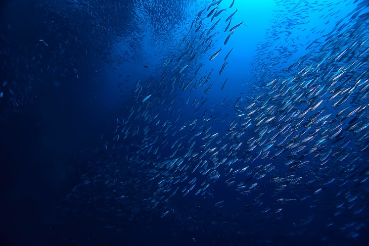 La tierra, el aire, el agua, los organismos vivos, las formaciones de la biosfera… El capital natural es el ‘stock’ o el conjunto de los bienes y servicios que nos dan los ecosistemas y que son la base de la economía y el bienestar social. El desafío ahora es medir estos activos naturales y darles un valor. El valor oculto de nuestro entorno: ¿qué es el capital natural?