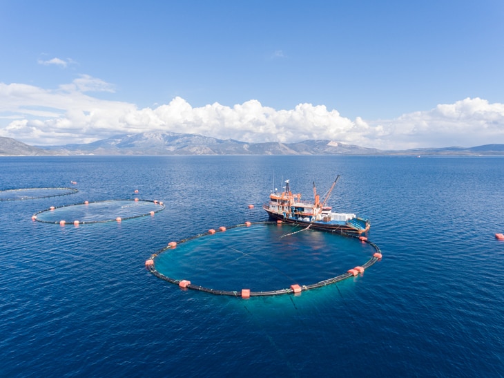 Hace 17 años se prohibió la pesca de la anchoa del Cantábrico. Fue una medida drástica que duró cinco años, pero evitó el colapso de esta especie. Según los datos de la Organización de las Naciones Unidas para la Agricultura y la Alimentación (FAO), uno de cada tres caladeros a nivel mundial está por debajo de los límites de su sostenibilidad biológica. Los estándares y certificados de pesca sostenible son una herramienta imprescindible para salvaguardar los océanos. Los sellos de la pesca sostenible: garantizar la producción alimentaria sin poner en riesgo su futuro