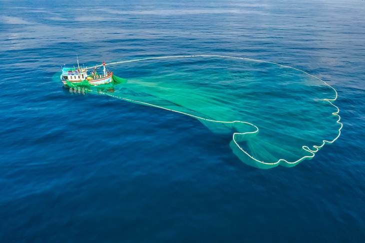 La sobrepesca y el aumento de la temperatura del Mediterráneo por el cambio climático han puesto en riesgo la sostenibilidad de la sardina y el boquerón. Para minimizar este tipo de impacto se han creado los estándares MSC, una herramienta que evalúa la responsabilidad en el derecho a pescar para contribuir con la pesca sostenible. Donde encajan ciencia, pesca e industria: claves y retos del estándar de sostenibilidad MSC