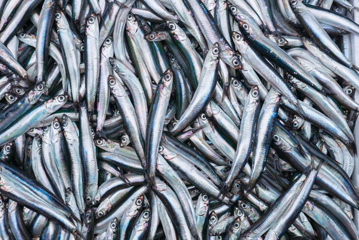 La sobrepesca y el aumento de la temperatura del Mediterráneo por el cambio climático han puesto en riesgo la sostenibilidad de la sardina y el boquerón. Para minimizar este tipo de impacto se han creado los estándares MSC, una herramienta que evalúa la responsabilidad en el derecho a pescar para contribuir con la pesca sostenible. Donde encajan ciencia, pesca e industria: claves y retos del estándar de sostenibilidad MSC