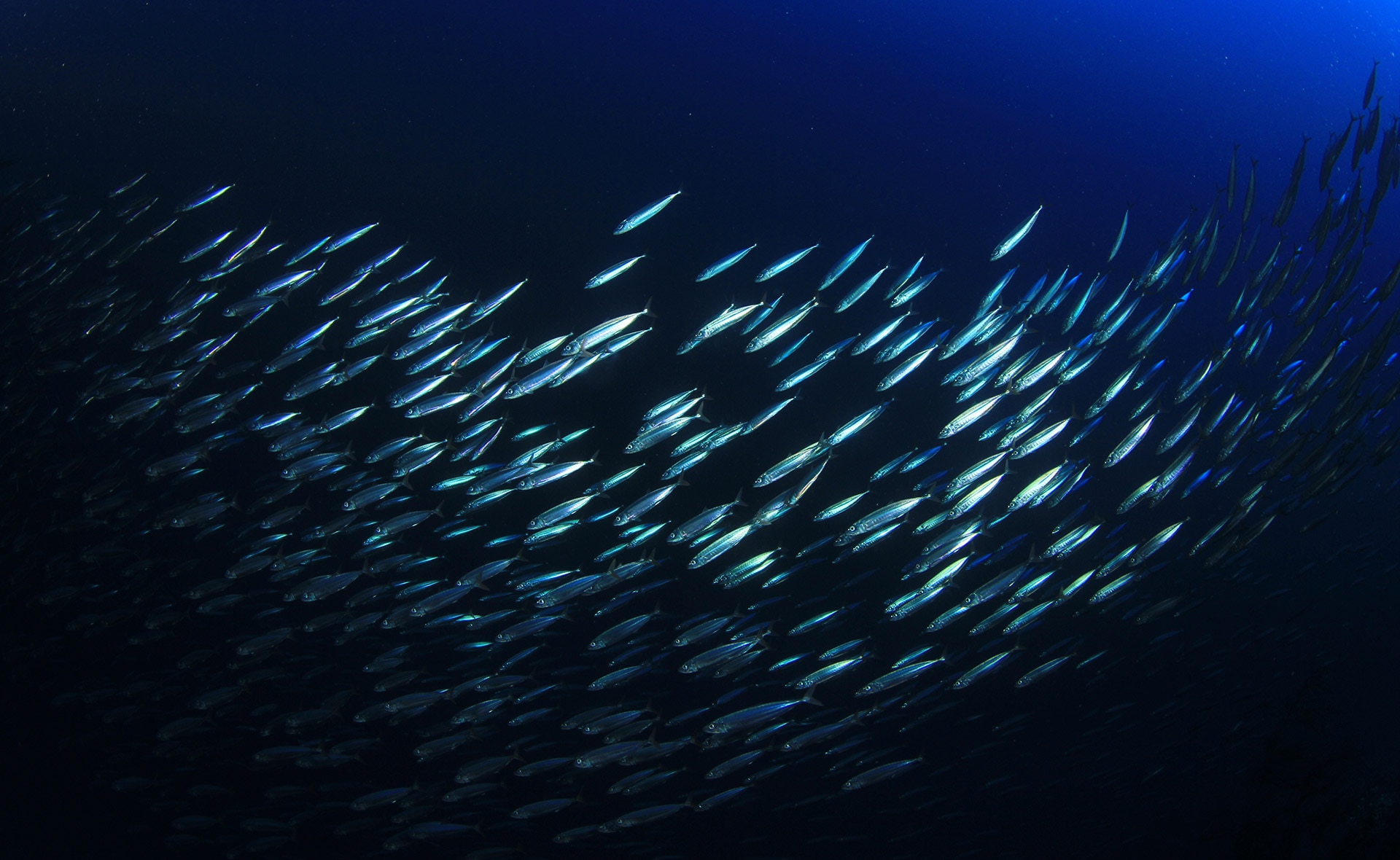 La sobrepesca y el aumento de la temperatura del Mediterráneo por el cambio climático han puesto en riesgo la sostenibilidad de la sardina y el boquerón. Para minimizar este tipo de impacto se han creado los estándares MSC, una herramienta que evalúa la responsabilidad en el derecho a pescar para contribuir con la pesca sostenible. Donde encajan ciencia, pesca e industria: claves y retos del estándar de sostenibilidad MSC