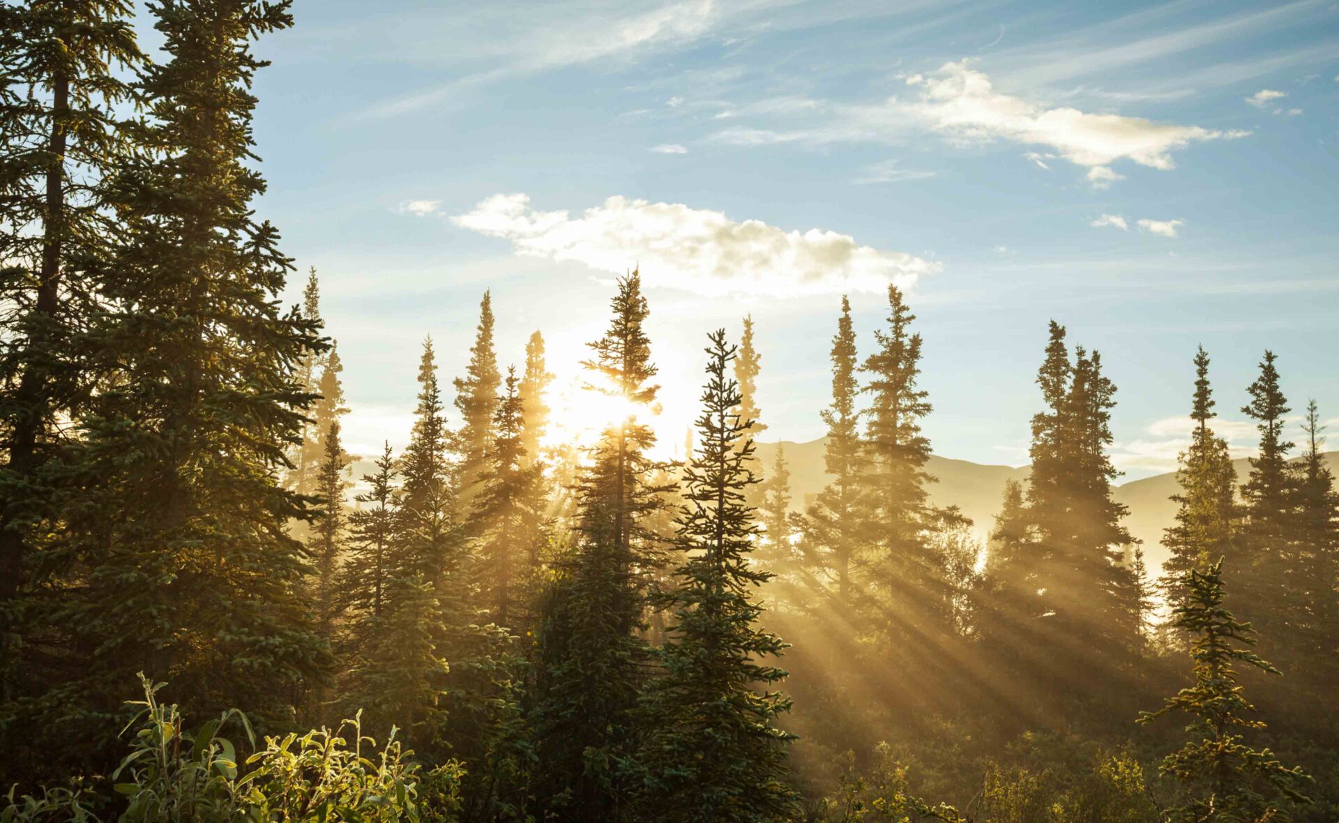 ¿Por qué la COP15 es clave para la biodiversidad del planeta?