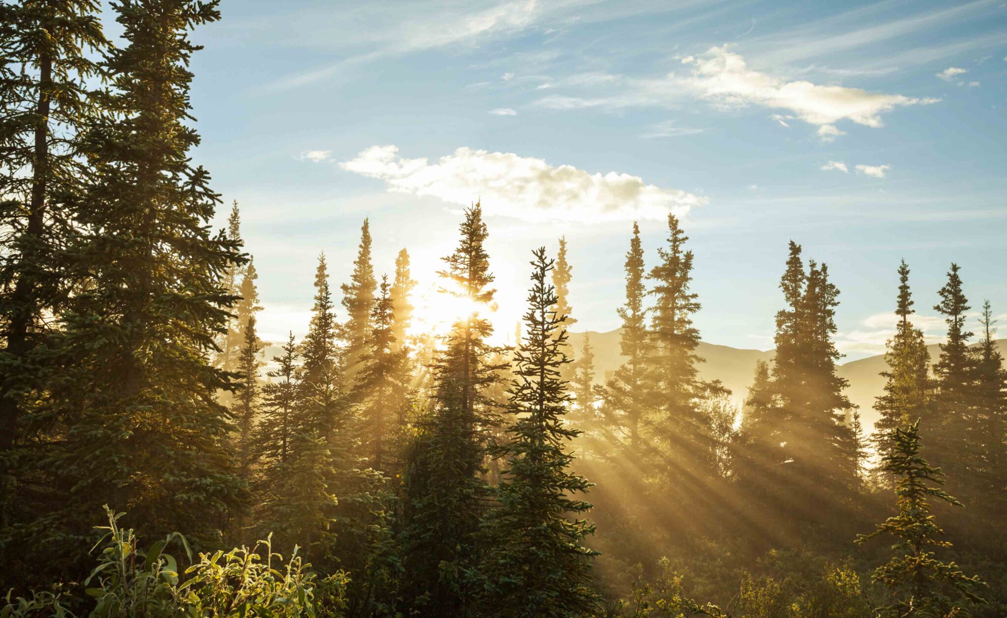 ¿Por qué la COP15 es clave para la biodiversidad del planeta? ¿Por qué la COP15 es clave para la biodiversidad del planeta?