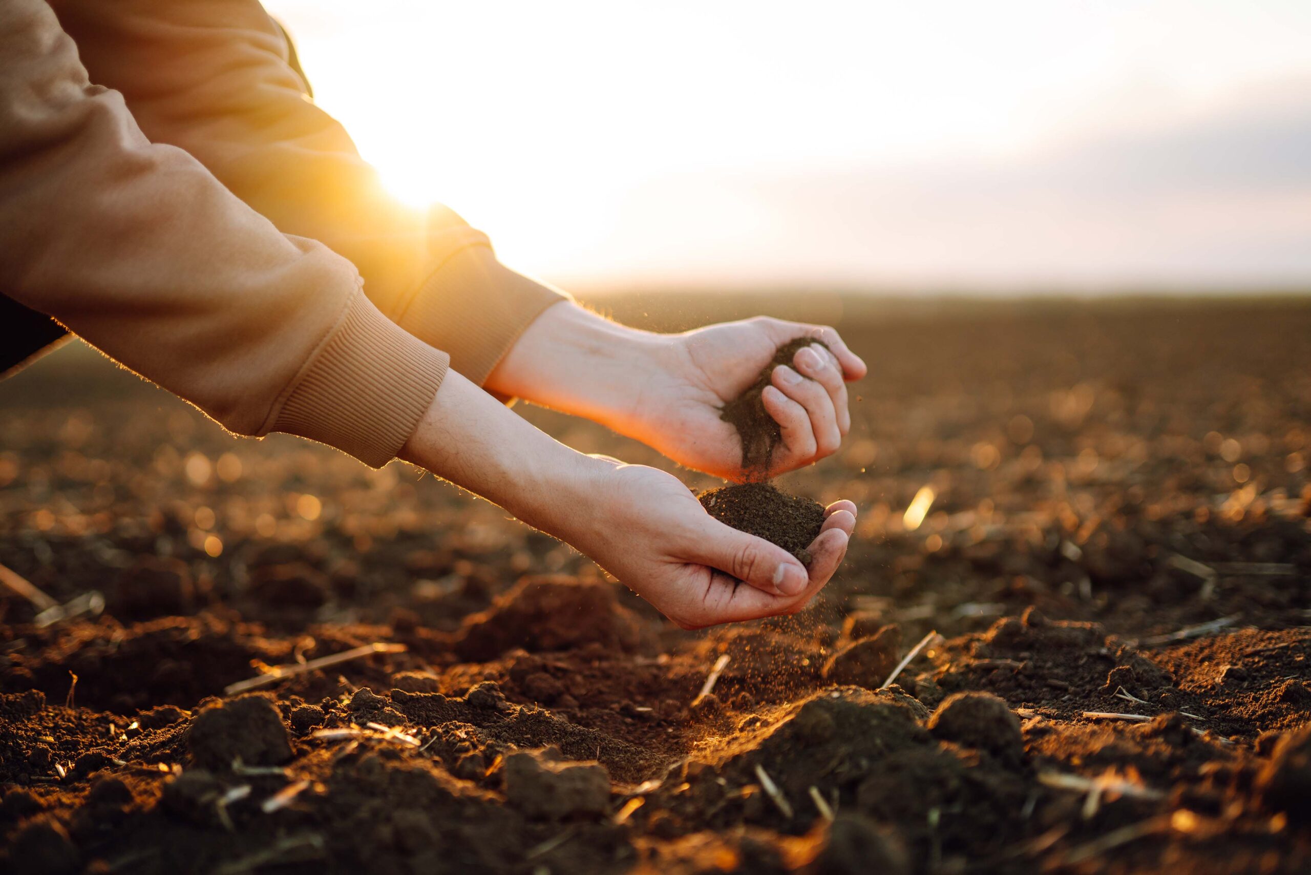 La agricultura regenerativa mira al pasado, pero no para volver a la Prehistoria. Este nuevo enfoque agrícola busca restaurar la calidad y fertilidad de los suelos degradados. La fórmula está en reducir la maquinaria pesada, utilizar abonos verdes, mantener cubiertas vegetales y diversificar los sistemas de cultivo. La ciencia de cultivar el suelo: ¿qué es la agricultura regenerativa?