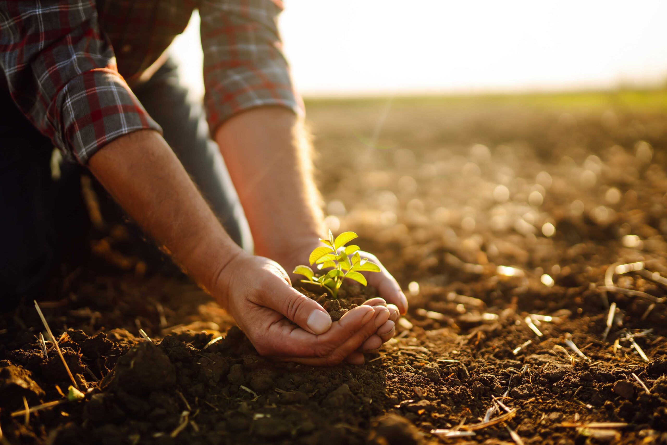 La agricultura regenerativa mira al pasado, pero no para volver a la Prehistoria. Este nuevo enfoque agrícola busca restaurar la calidad y fertilidad de los suelos degradados. La fórmula está en reducir la maquinaria pesada, utilizar abonos verdes, mantener cubiertas vegetales y diversificar los sistemas de cultivo. La ciencia de cultivar el suelo: ¿qué es la agricultura regenerativa?