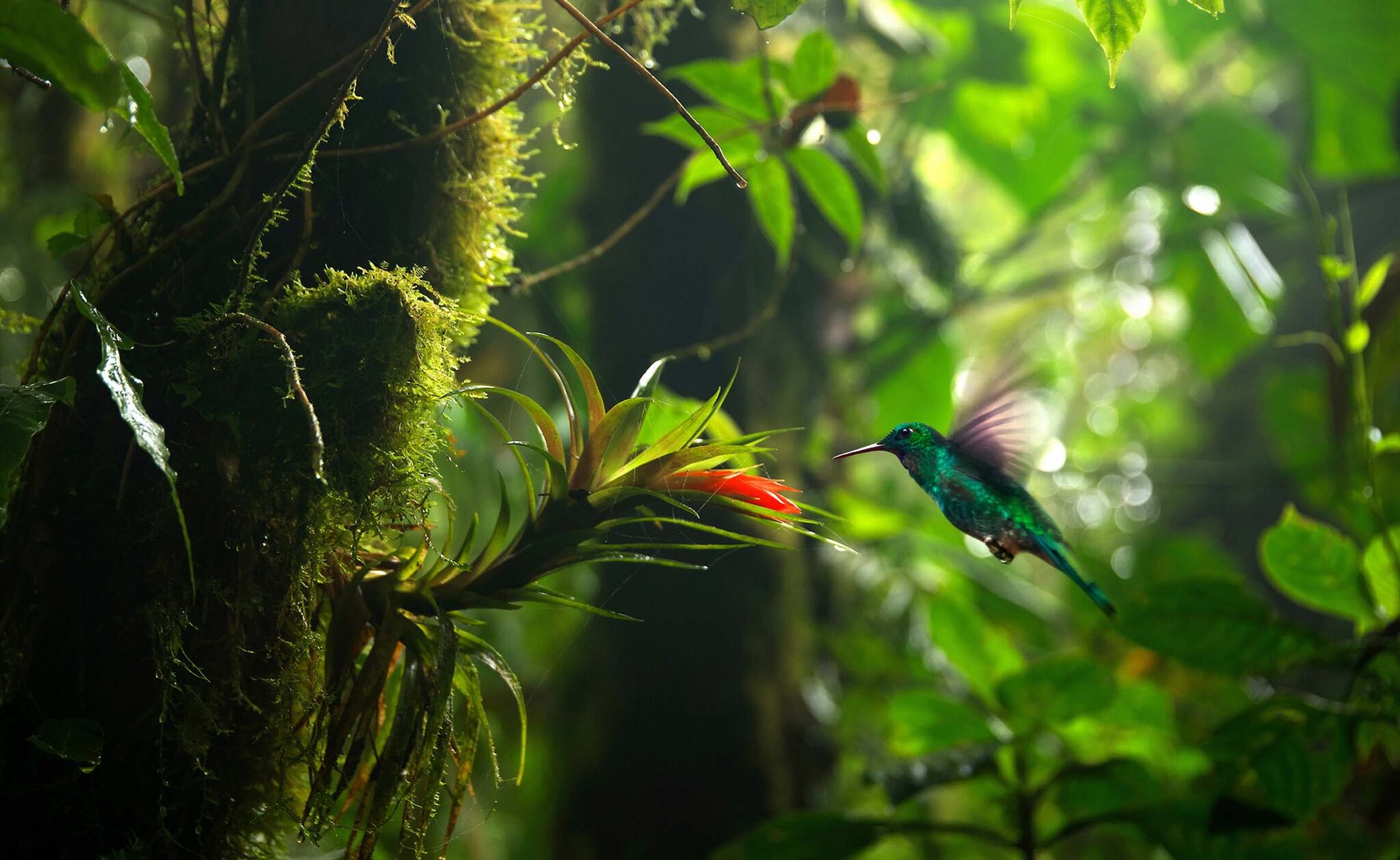 Podcast Futuro Sostenible: Biodiversidad, salud para el planeta y para las personas