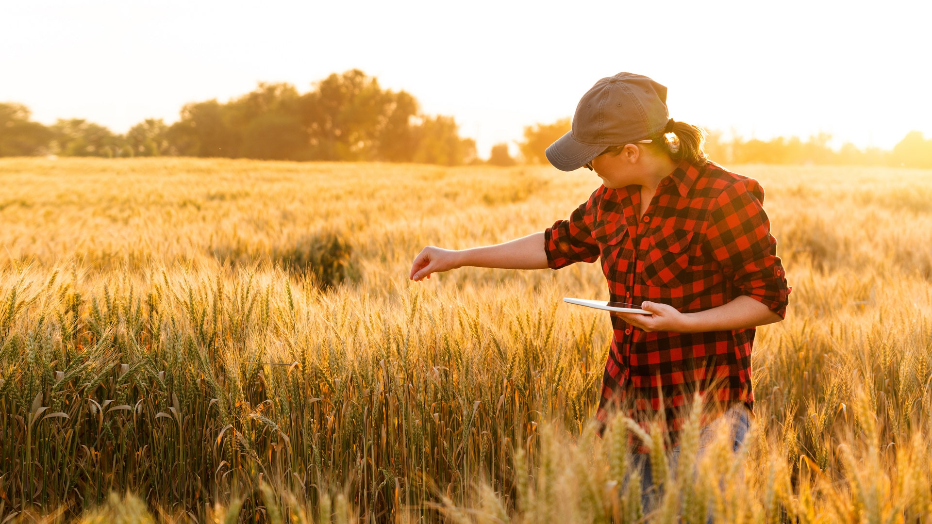 BBVA facilita la transición sostenible del sector agrícola y ganadero en España con soluciones digitales BBVA facilita la transición sostenible del sector agrícola y ganadero en España con soluciones digitales