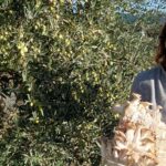 Setacor, la historia de la bióloga que logró cultivar setas a partir de hojas de olivo