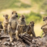 El Premio Fundación BBVA Fronteras del Conocimiento en Ecología y Biología de la
Conservación ha sido concedido en su XV edición a Susan Alberts, Jeanne Altmann y
Marlene Zuk “por su destacada contribución a la ecología conductual y evolutiva de los
animales”, según ha destacado el acta del jurado. Premio Fronteras del Conocimiento a Susan Alberts, Jeanne Altmann y Marlene Zuk por demostrar el papel clave del comportamiento social en la evolución de los animales y su importancia para la conservación de especies