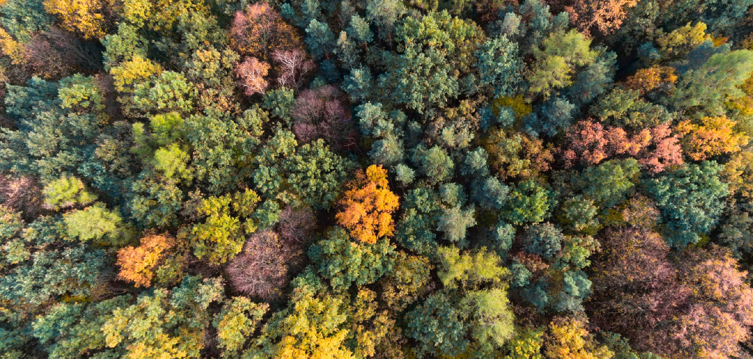 El comercio internacional de vida silvestre amenaza la supervivencia de un millón de especies. El tráfico legal o ilegal no solo afecta a animales, sino que las grandes protagonistas son las plantas. El encuentro internacional CITES ha aprobado medidas para evitar una crisis de la biodiversidad a escala planetaria. Biodiversidad: La importancia de proteger un millón de especies