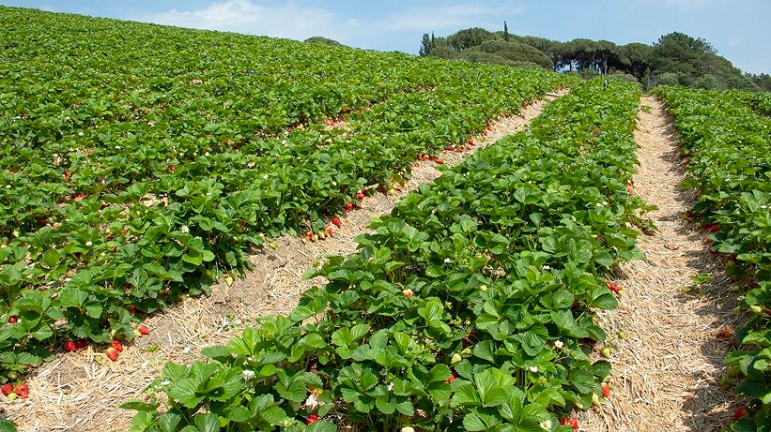 El proyecto Agroparc Penedès de la empresa familiar Ametller Origen es ilusionante. En la comarca catalana se pondrá en marcha un ecosistema de agricultura, ganadería y agroindustria con energía renovable. Agroparc Penedès: 258 hectáreas de producción y filosofía más allá de la economía circular