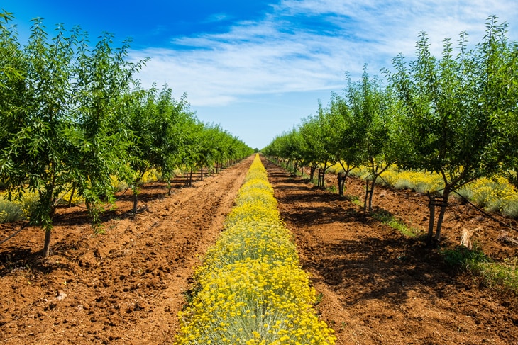 La ciencia de cultivar el suelo: ¿qué es la agricultura regenerativa? La ciencia de cultivar el suelo: ¿qué es la agricultura regenerativa?