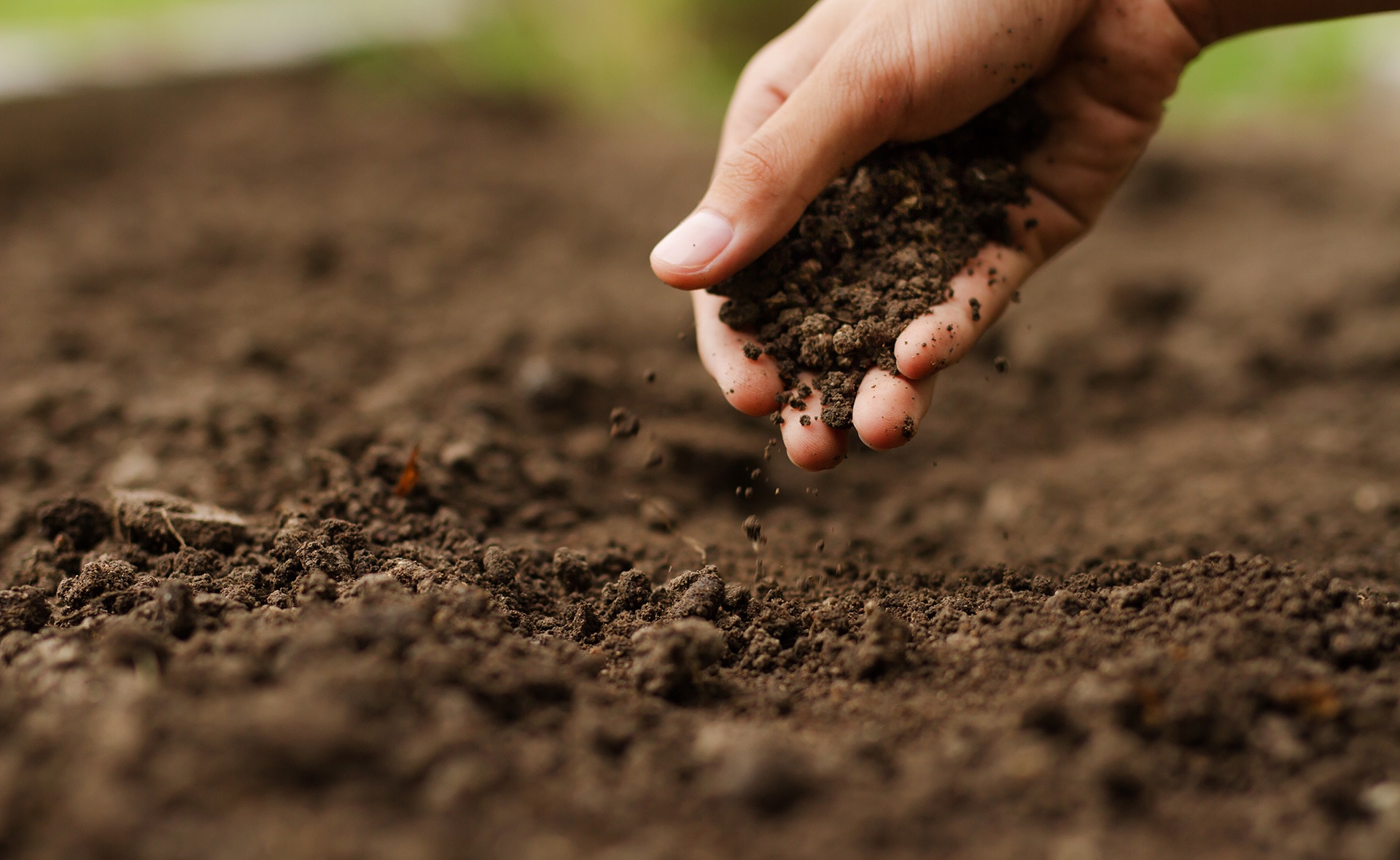 La ciencia de cultivar el suelo: ¿qué es la agricultura regenerativa?