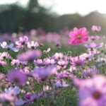 Las flores llevan décadas cambiando de color como respuesta al cambio climático