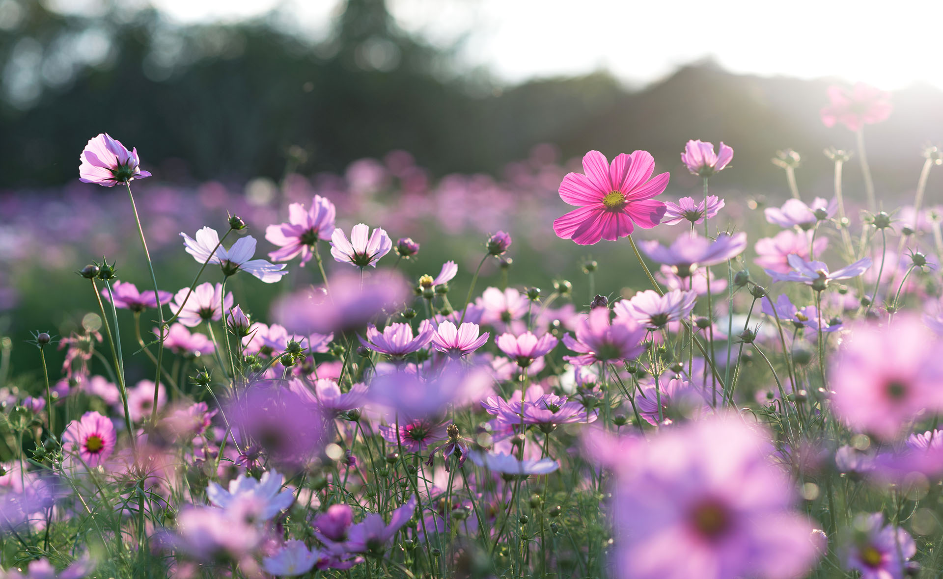 Las flores llevan décadas cambiando de color como respuesta al cambio climático