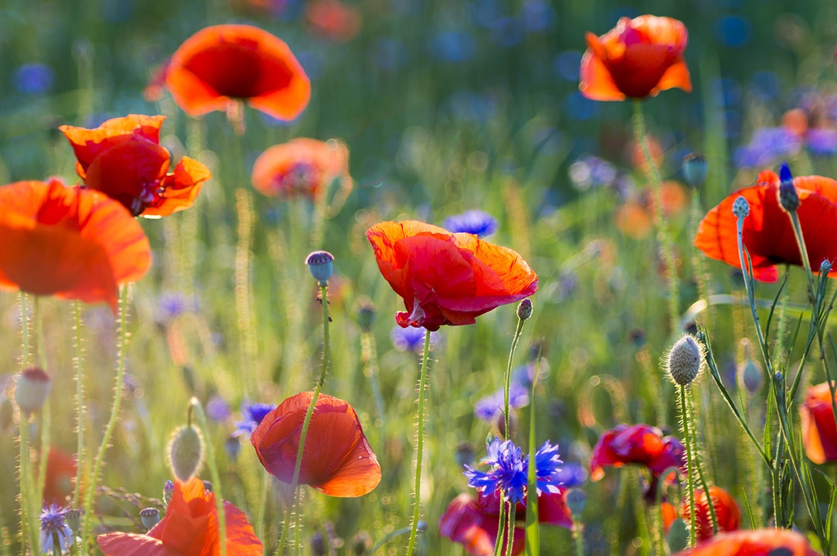 La pigmentación es un mecanismo que tienen las flores para protegerse de la radiación solar y los cambios de temperatura. Es la constatación de los científicos tras analizar miles de muestras de plantas de las últimas décadas. Los cambios de color no pasan desapercibidas para los polinizadores como las abejas. Las flores llevan décadas cambiando de color como respuesta al cambio climático