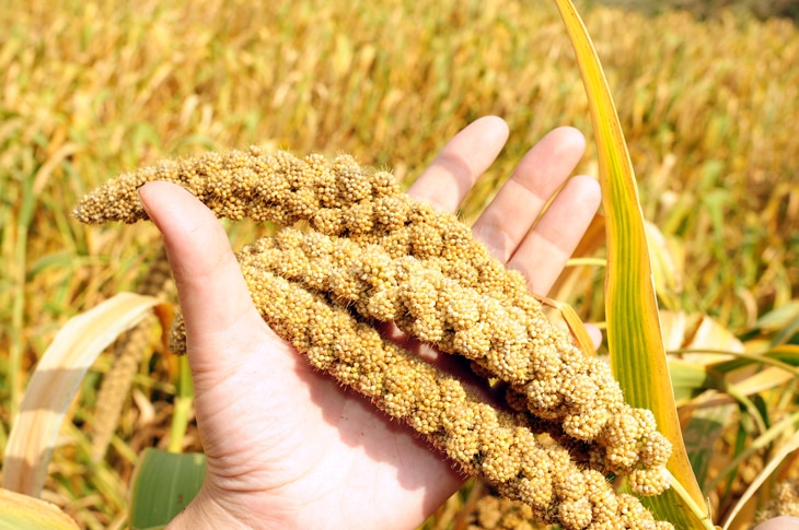 ¿Qué es el mijo? El cereal del futuro llegado desde el pasado que combate el hambre ¿Qué es el mijo? El cereal del futuro llegado desde el pasado que combate el hambre
