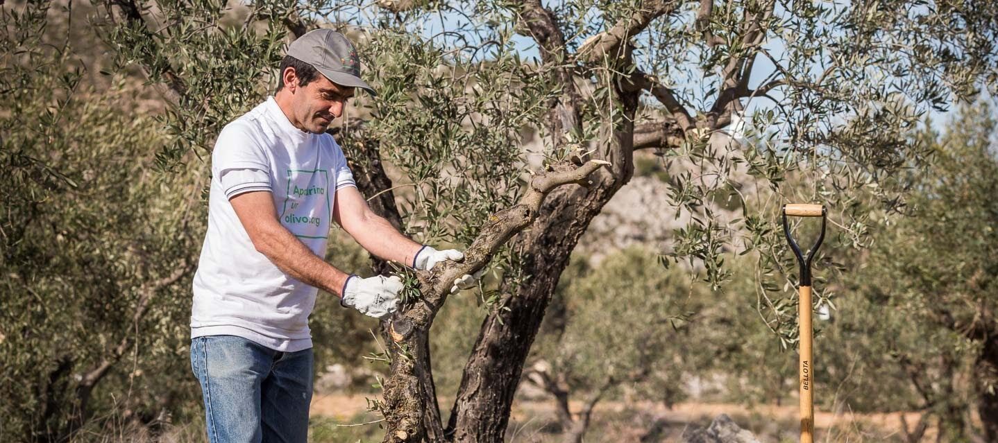 apadrinaunolivo-agricultor-BBVA-Juntos