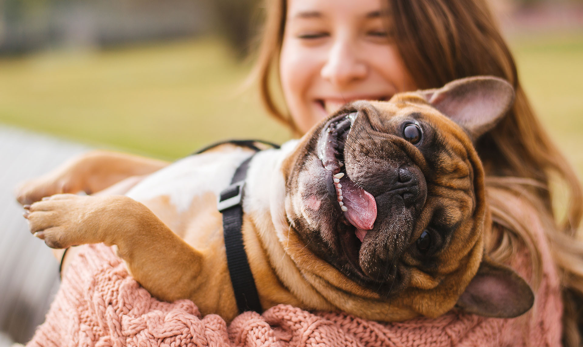 ¿Cuánto cuesta mantener un perro en España y qué cuidados necesita? ¿Cuánto cuesta mantener un perro en España y qué cuidados necesita?