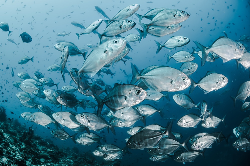 Panamá blinda sus mares: ¿Qué países tienen las mayores áreas marinas protegidas? Panamá blinda sus mares: ¿Qué países tienen las mayores áreas marinas protegidas?