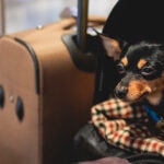 Viajar con mascotas en vacaciones: consejos y cuánto cuesta