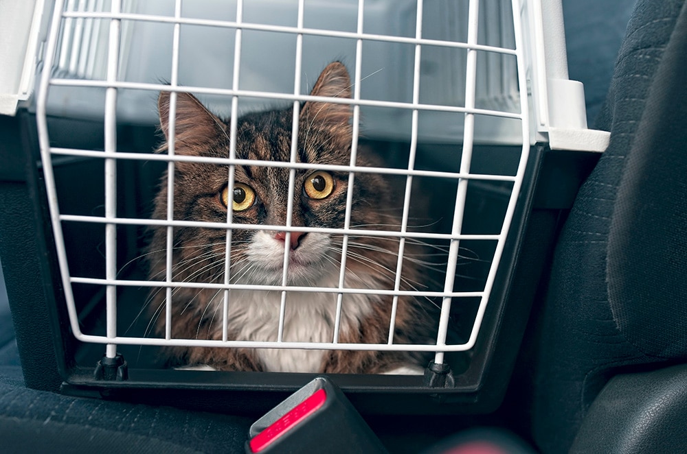 Viajar con mascotas en vacaciones: consejos y cuánto cuesta Viajar con mascotas en vacaciones: consejos y cuánto cuesta